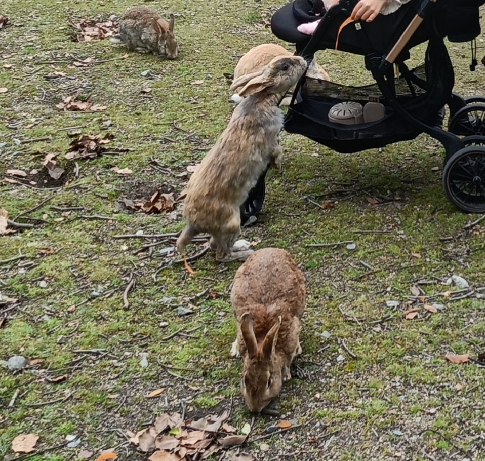 ベビーカーからうさぎに餌やり
