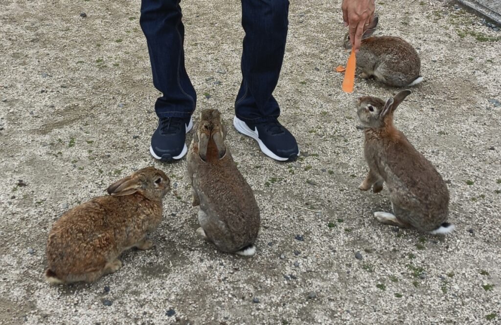 餌やりをし始めるとすぐに寄ってくるうさぎたち
