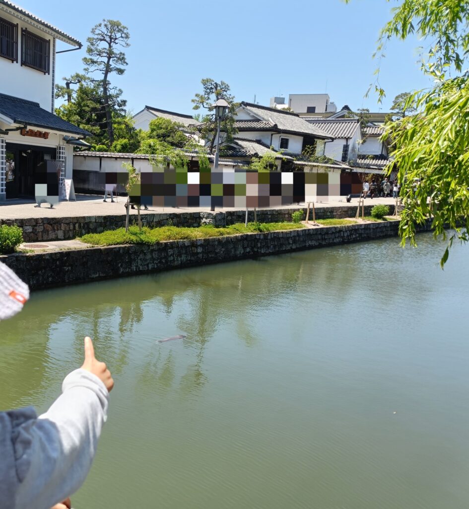 川の鯉を見つけた様子